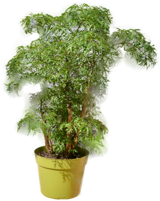 Aralia Ming Stump Plant (822x700), Png Download