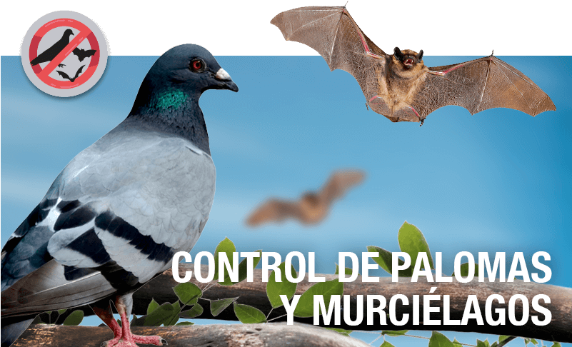 Control De Palomas Y Murciélagos (800x500), Png Download