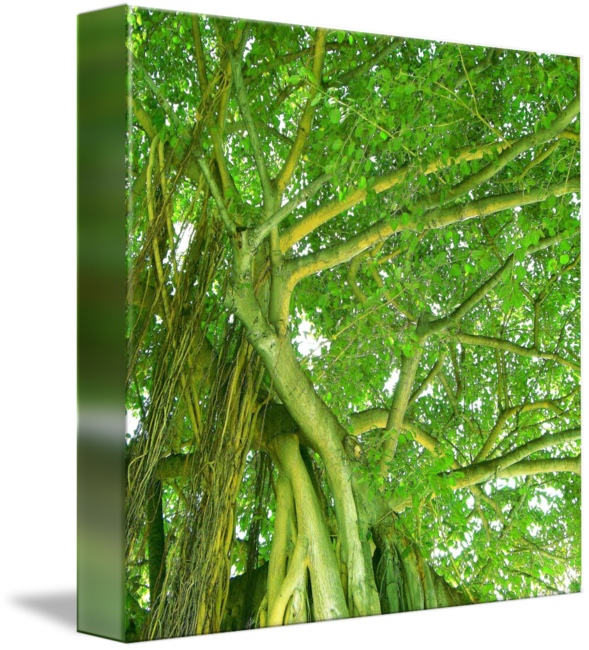Banyan Tree Images (589x650), Png Download