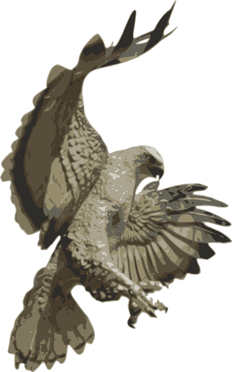 Falcons, Phoenix, Birds, Bird Flying, Eagle Bird, Vector (800x1280), Png Download
