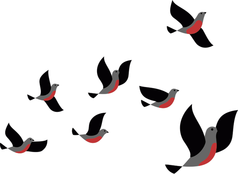 Vinilo Animal Pájaros Volando (800x584), Png Download