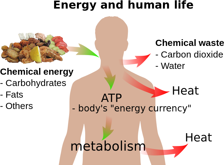 Difference Between Photosynthesis And Cellular Respiration (746x565), Png Download