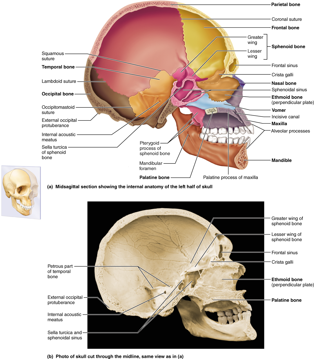 Part 1 The Axial Skeleton (1096x1241), Png Download
