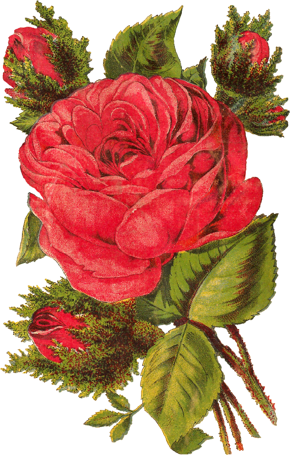 It's Such A Delight Bringing This Pretty Rose Illustration (1073x1600), Png Download