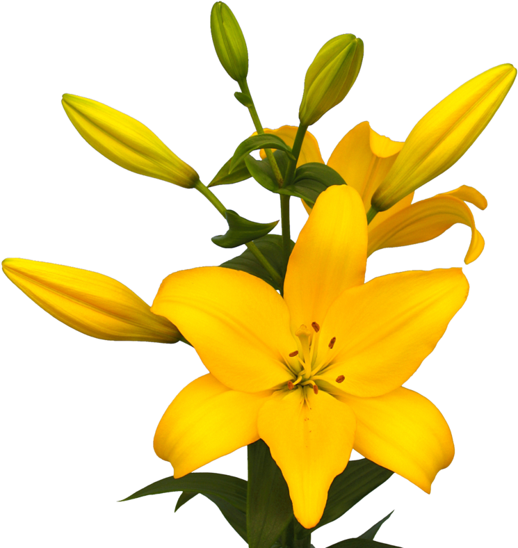 Lily La Hybrid Beau Soleil (800x800), Png Download