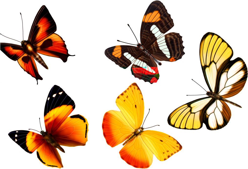 Beautiful Butterfly Transparent (1024x721), Png Download