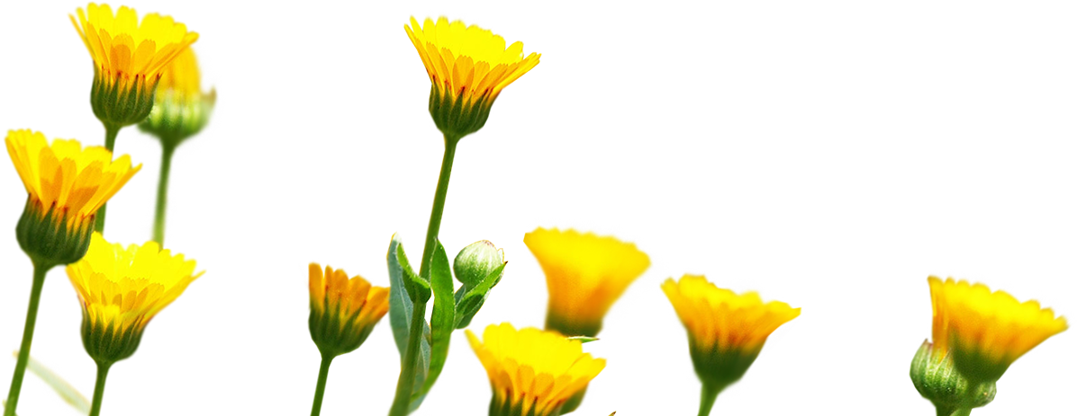 Since 1916 Herogra Group Leads The Development Of Fertilizers, (1198x483), Png Download