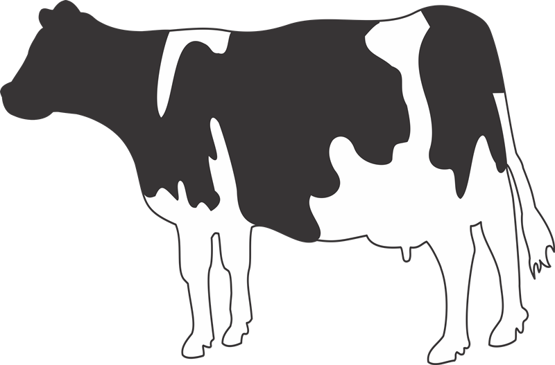 Imágenes De Vacas (800x527), Png Download