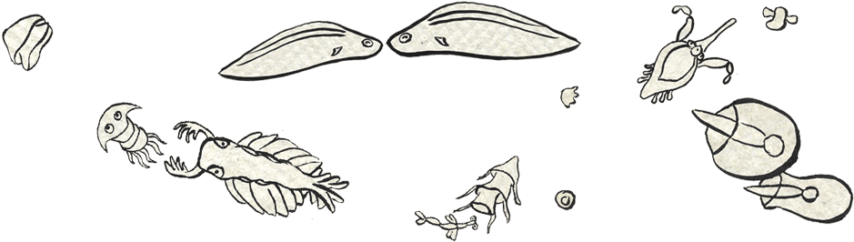 Evo Boek » 550 Million Years Of Human Evolution (943x378), Png Download