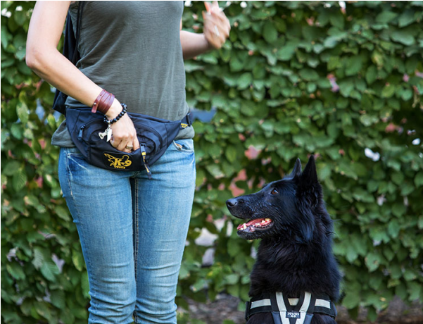Dog Walking Bum Bag (600x600), Png Download
