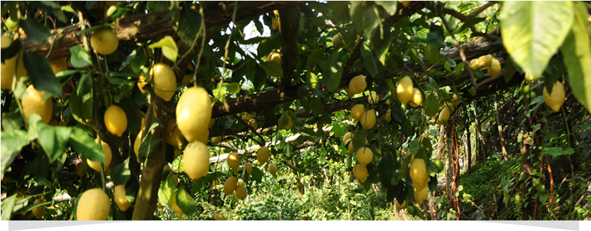 Non Omg, Senza Glutine, Kosher (870x374), Png Download