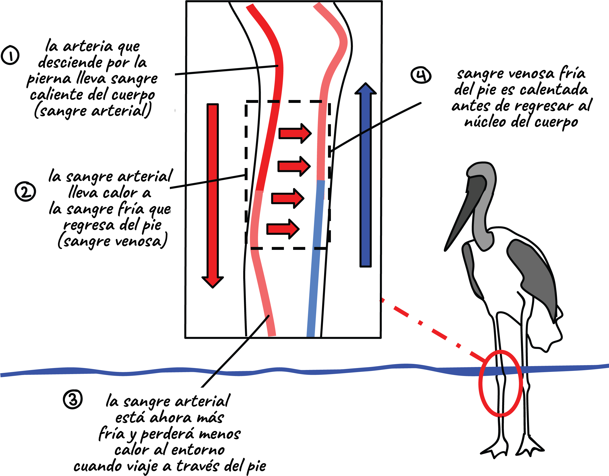 Diagrama Del Arreglo De Vasos Sanguíneos En La Pata (2550x2175), Png Download
