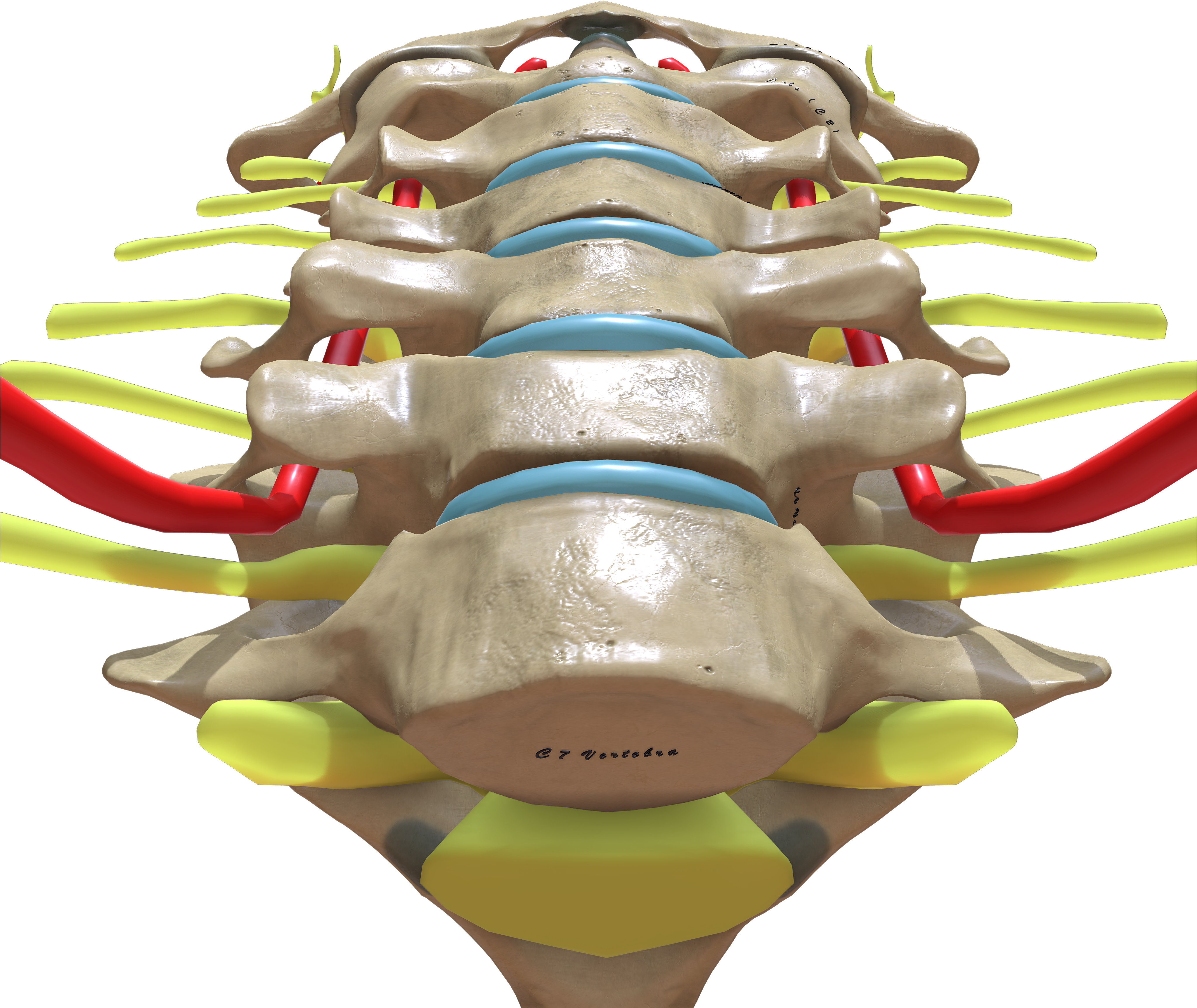 Cervical Spine Bottom View (4096x4096), Png Download