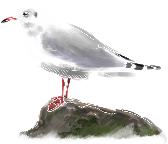Gaviota Reidora (640x519), Png Download