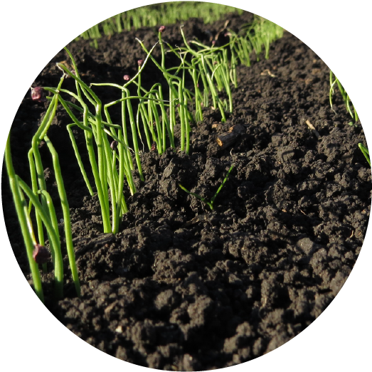Establecimiento Del Cultivo (597x550), Png Download