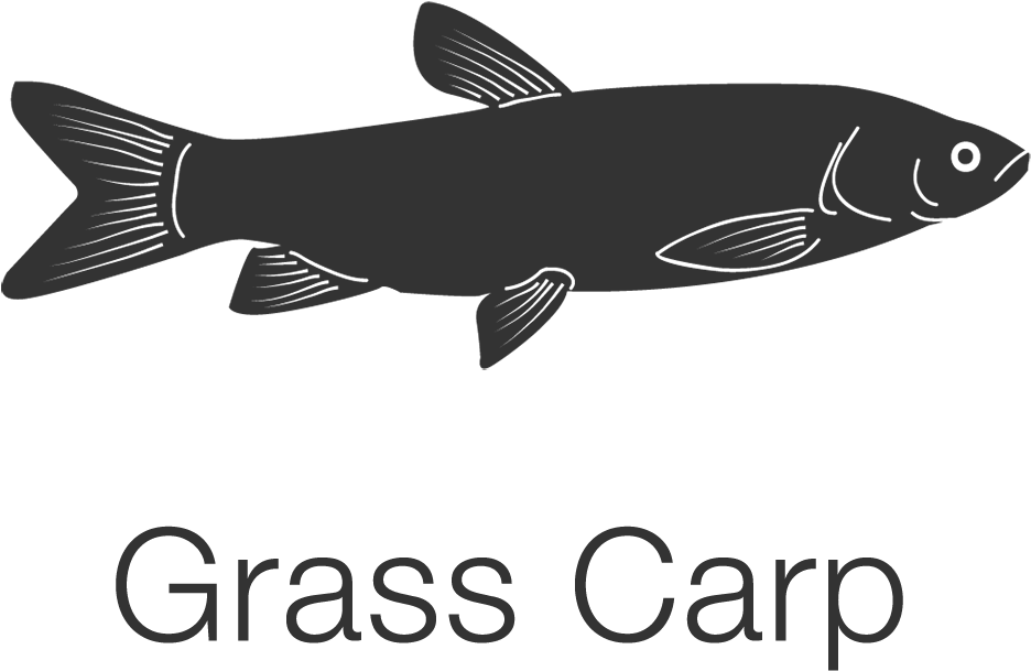 Carp Png (1000x778), Png Download