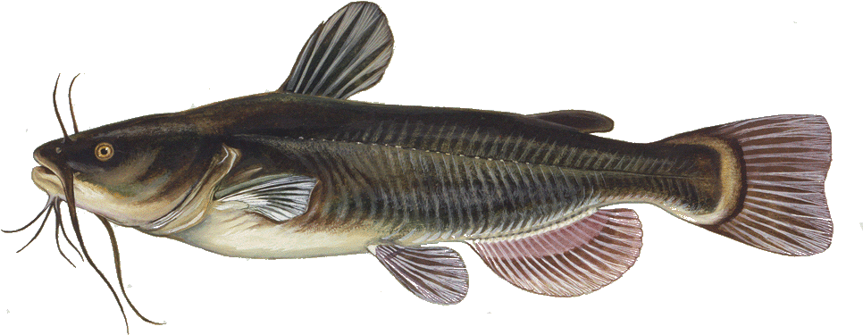 Catfish Ictalurus Punctatus (1000x437), Png Download