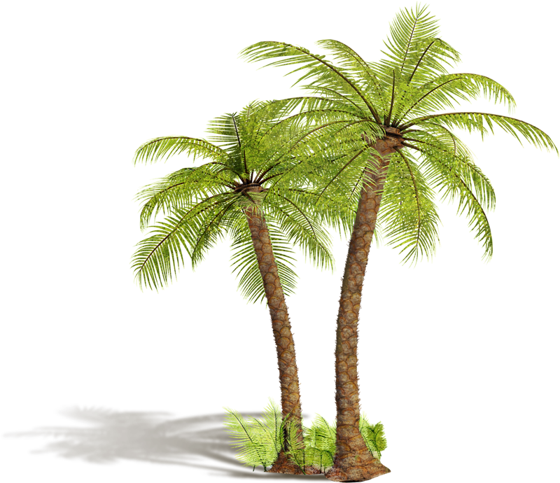 Arbre Png (800x690), Png Download