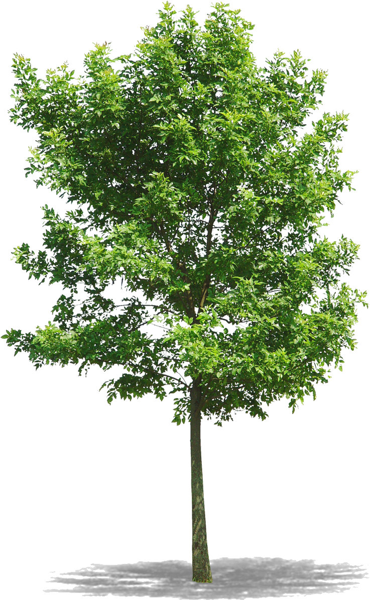Png Arbres (777x1208), Png Download