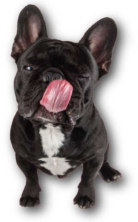 Golocan Snacks Para Perros Y Gatos (500x716), Png Download