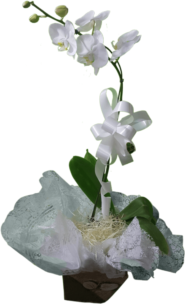 Orquidea (619x1000), Png Download