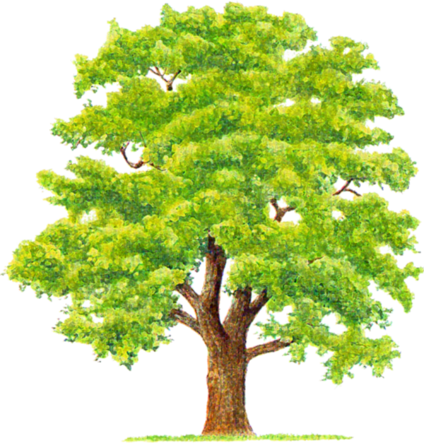 Tube Arbre Png (600x627), Png Download