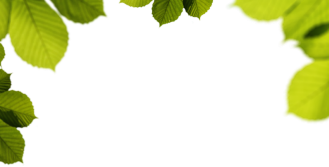 Feuille Arbre Png (1280x649), Png Download