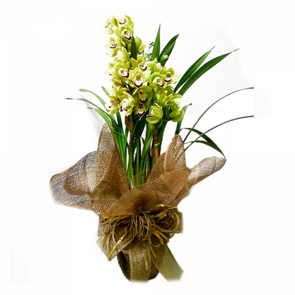 Orquídea Cymbidium Verde (600x600), Png Download