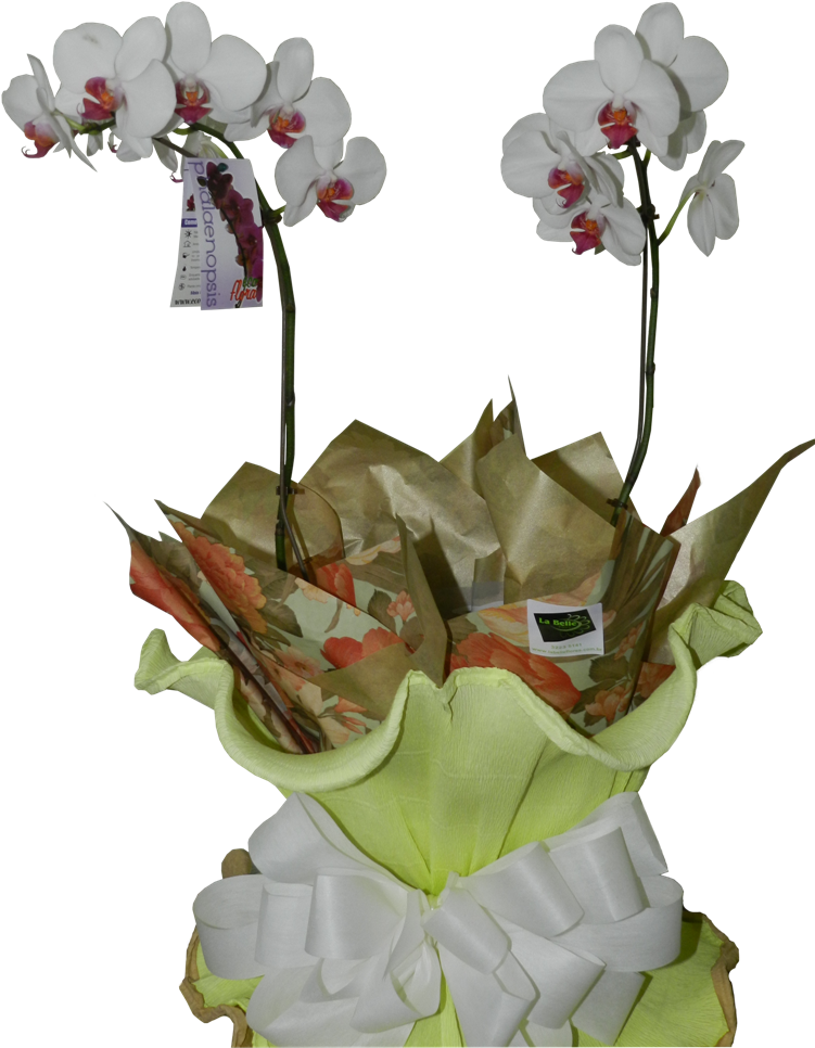 Orquídea Phaleanopisis Com Duas Hastes (763x1024), Png Download