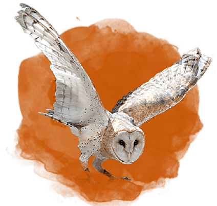 Meet Our Animals - Screech Owl (500x400), Png Download