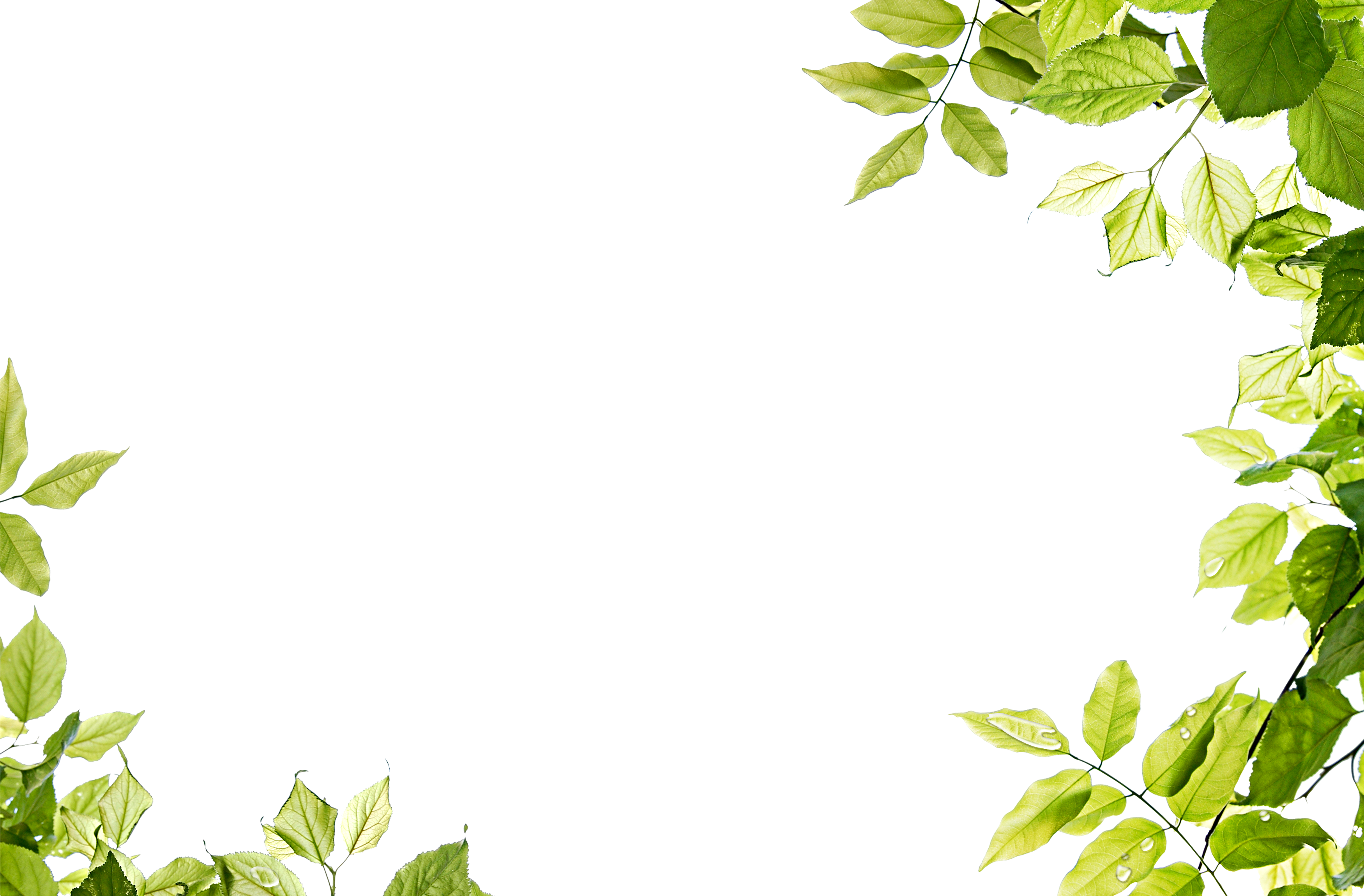 Green Background Png Transparent Image - Leaves Frame Png (1024x673), Png Download