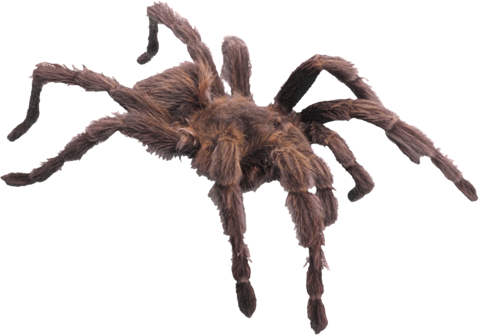 Spider Png Image - Has 4 Legs And 1 Foot (1637x1145), Png Download