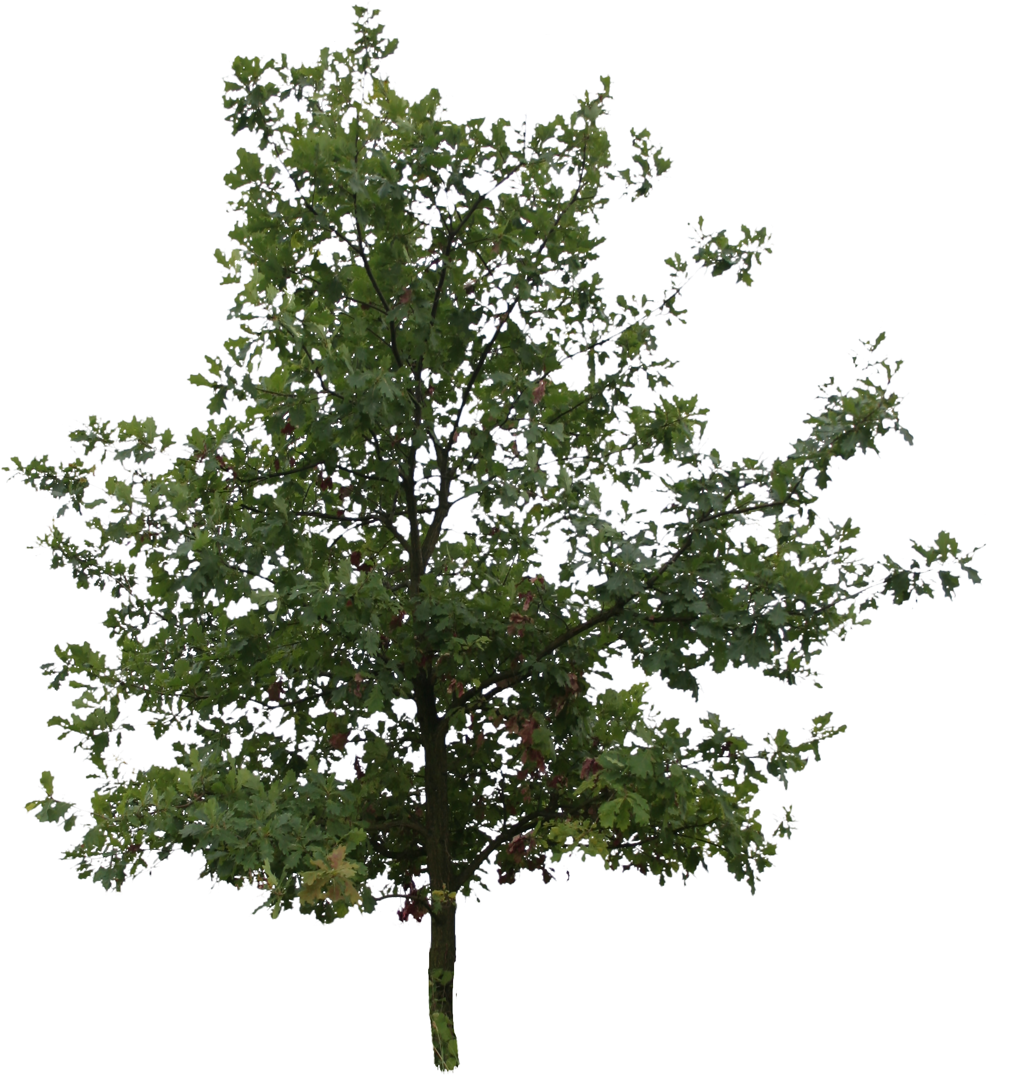 Oak Trees Png Picture Transparent Stock (2304x2280), Png Download
