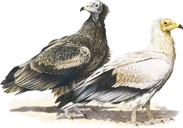 Egyptian Vulture - Egyptian Vulture Illustration (590x411), Png Download