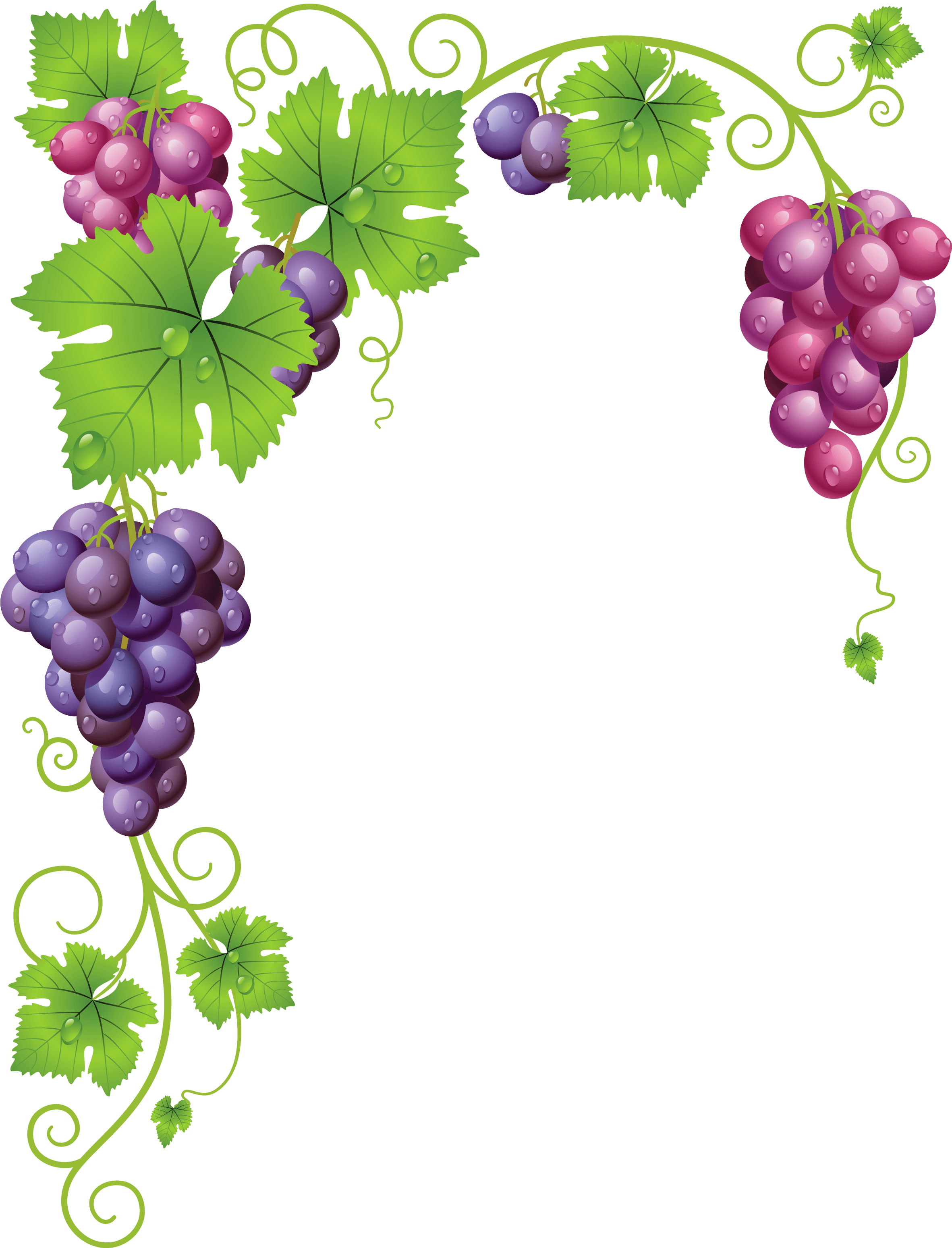 Grape Vector Watercolor - Manual De Viticultura, Enologia Y Cata / Manual (2362x3096), Png Download