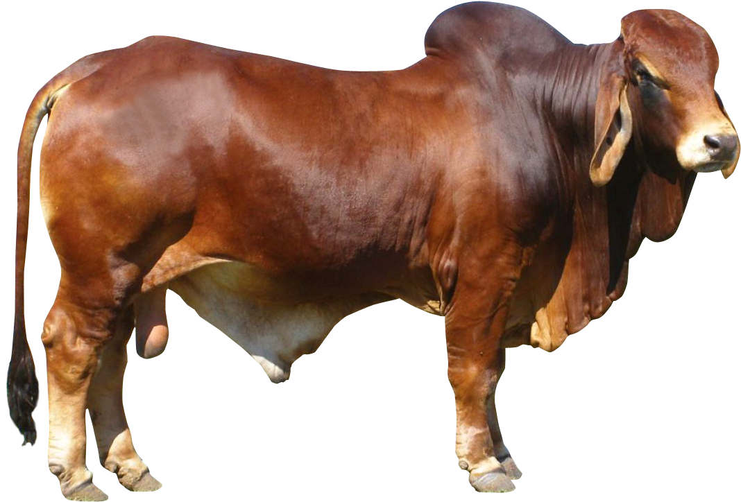 Bull Png Free Download - Cow Png (1024x698), Png Download