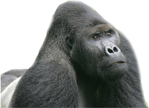 Download - Eastern Lowland Gorilla Png (500x358), Png Download