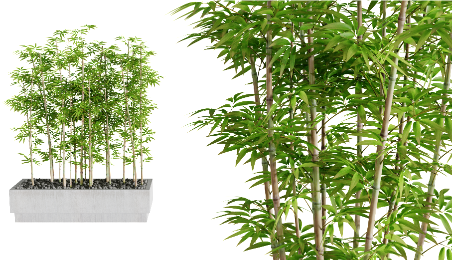 Interior Plants Previous Next - Bamboo (1040x520), Png Download