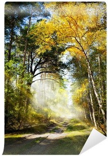 Art Beautiful Morning In The Misty Autumn Forest With - Forest (400x400), Png Download