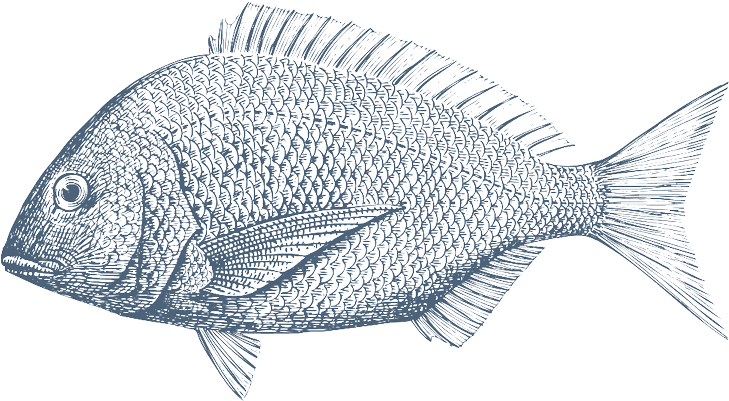 Nordsee - Dorada Dibujo (800x600), Png Download