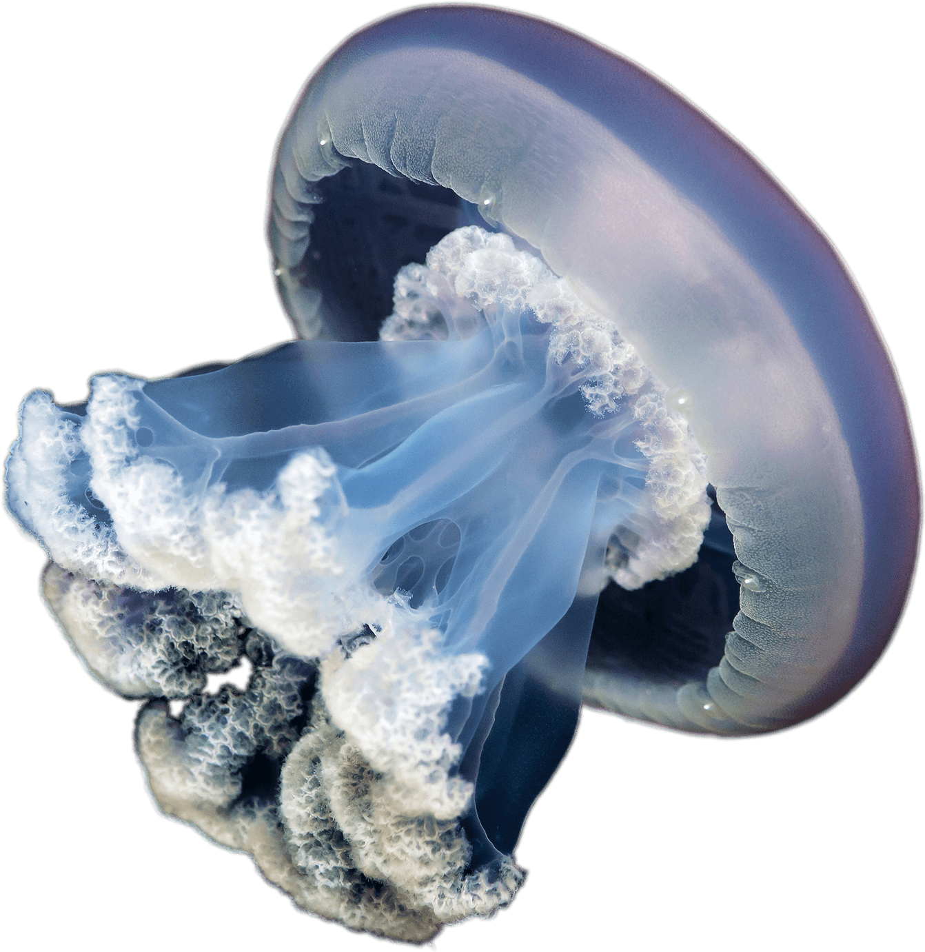 Jellyfish - Jellyfish Png (2126x1417), Png Download