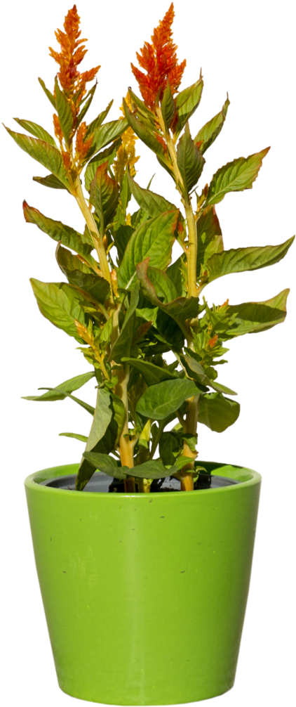 Plant Png Files Vector Black And White Download - Penjing (756x1058), Png Download