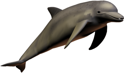 Dolphin With Transparent Background (400x400), Png Download