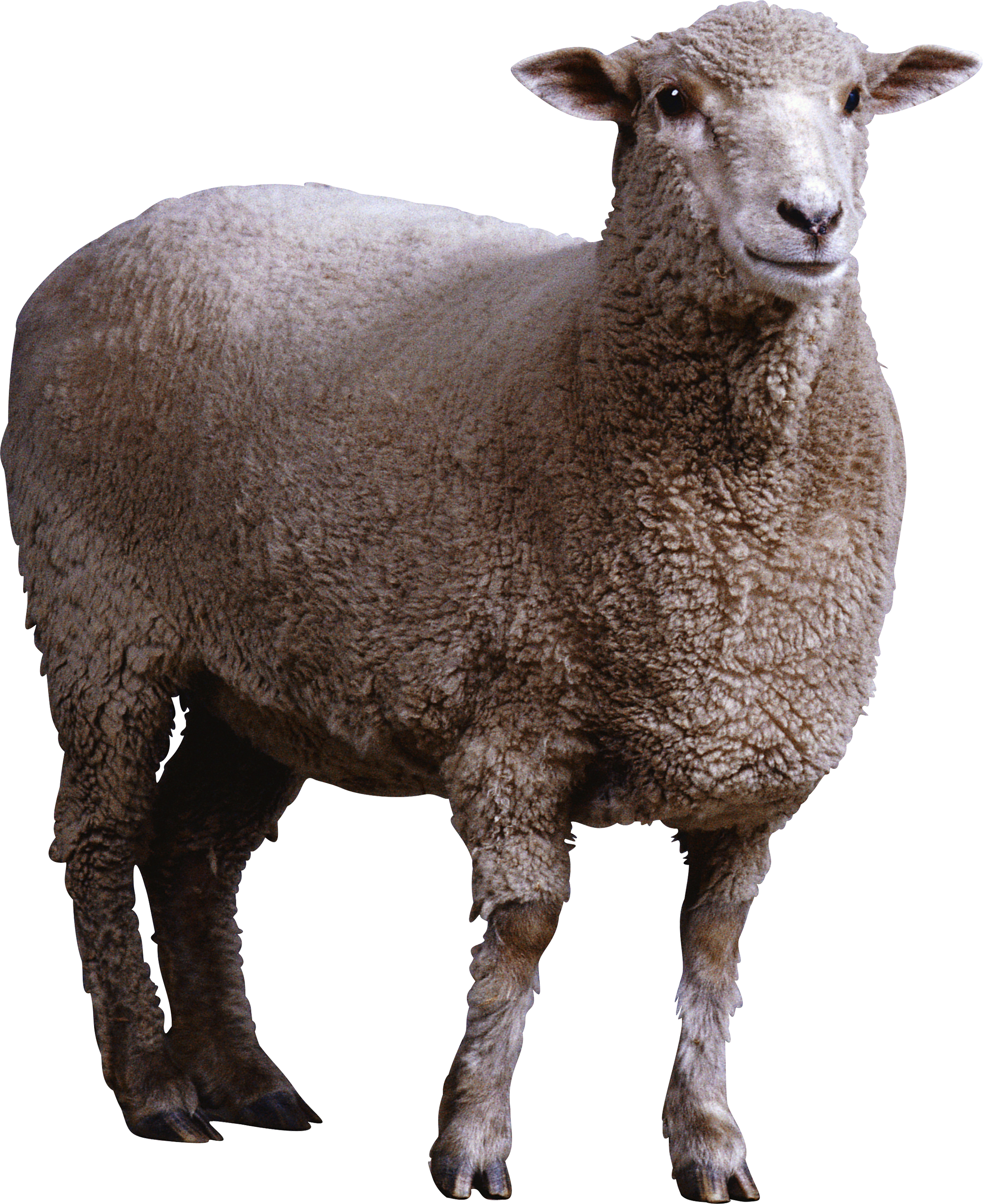 Sheep Png Image - Sheep Png (2204x2700), Png Download