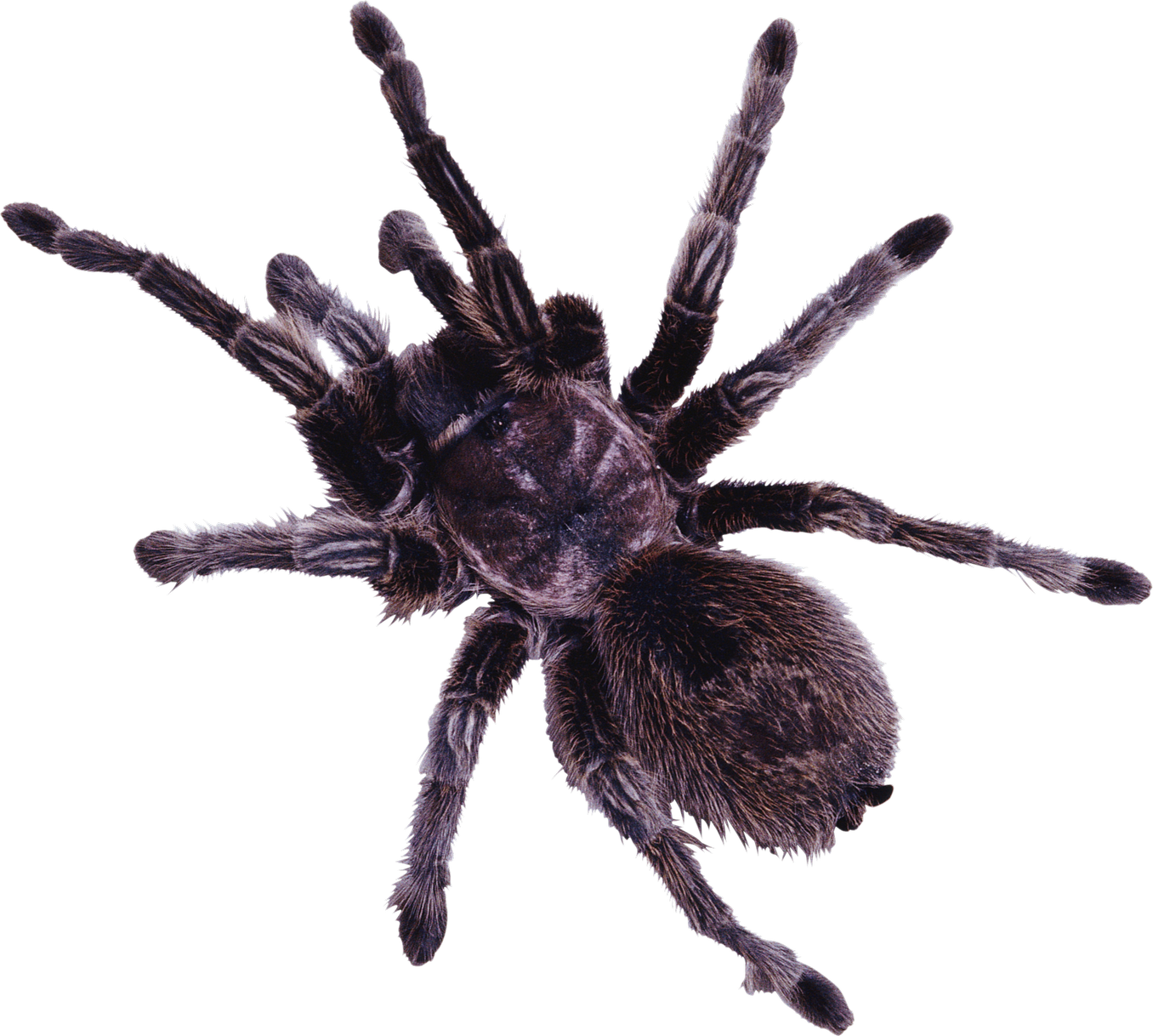 Spineless Wonders: Strange Tales From The Invertebrate (1356x1218), Png Download