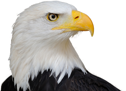 Bald Eagle Png Free Download - Life Size Birds: The Big Book Of North American Birds (552x336), Png Download