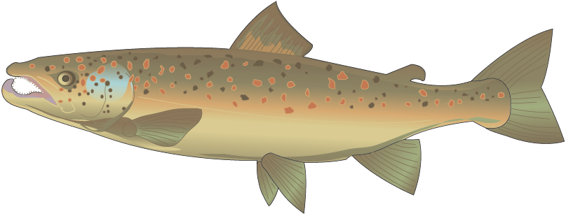 Come Back, Salmon - Brown Trout (807x309), Png Download