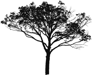 Tree Vector Black And White, Tree Vector Clipart, Tree - Manfred-symphonie H-moll Op.58 Sacd Hybrid (360x360), Png Download