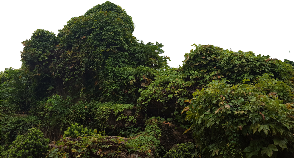 Tropical Bush Png Picture Library Download - Portable Network Graphics (1024x576), Png Download