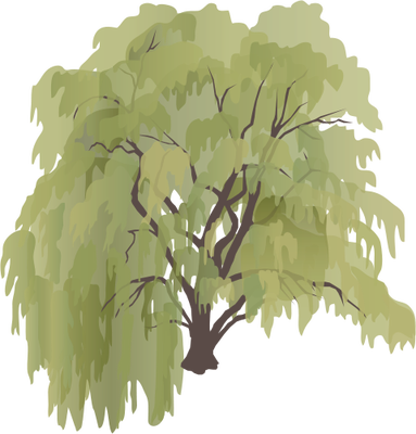 Ian Symbol Salix Sepulcralis - Provide The Shade Wall Calendar (383x400), Png Download